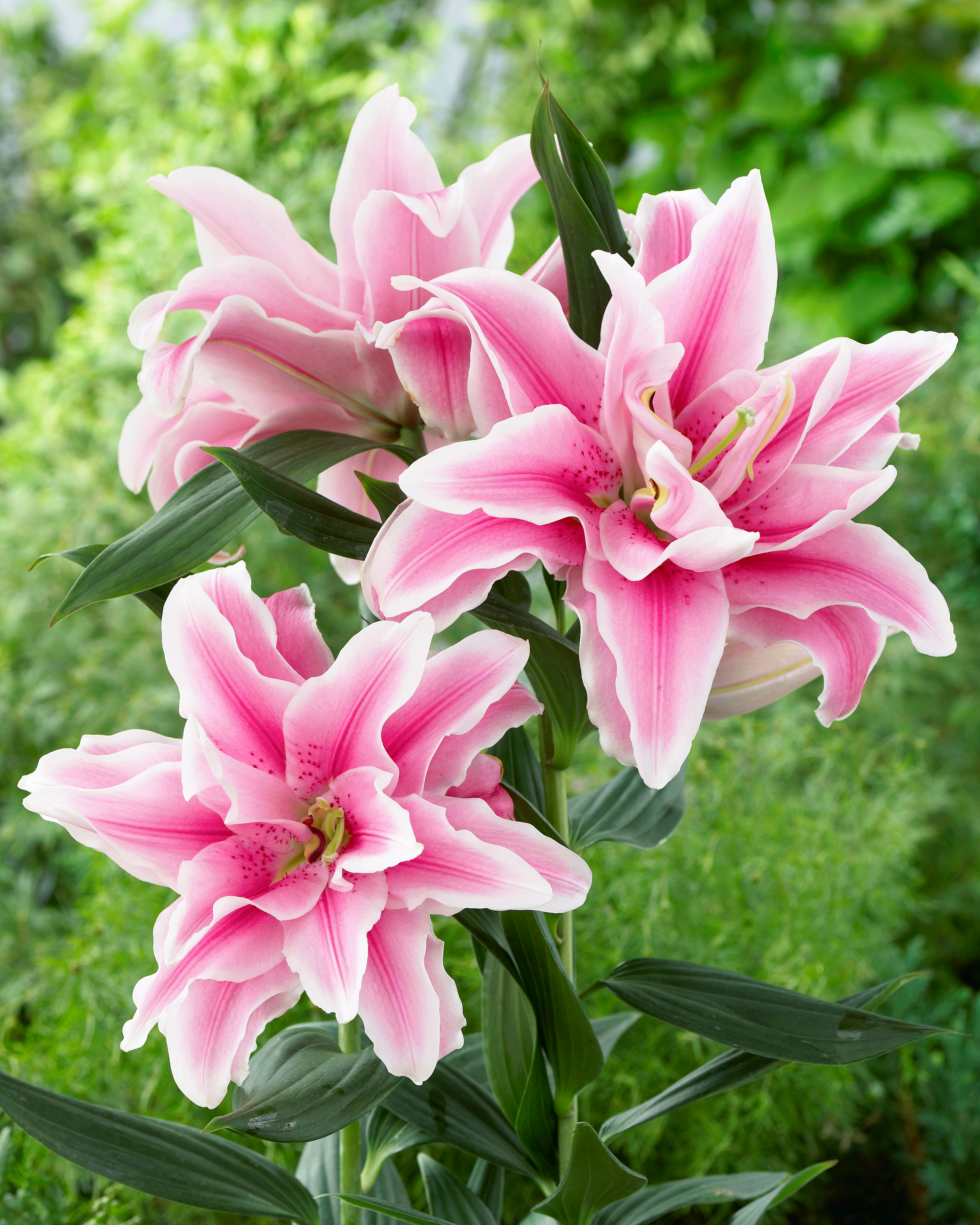 visi78662-roselily-belonica-tuin